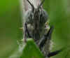 P1010412-rapsweissling-030906-a-nk.jpg (51575 Byte)