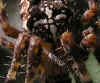 P1010593-kreuzspinne-g-160906-nk-a.jpg (81454 Byte)