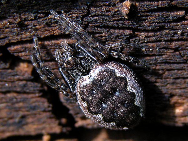 18220-kreuzspinne-sp-170506-nk.jpg