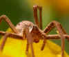 17960-listspinne-120506-nk-a.jpg (44003 Byte)