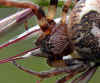12708-schilfradspinne-220505-nk.jpg (80422 Byte)