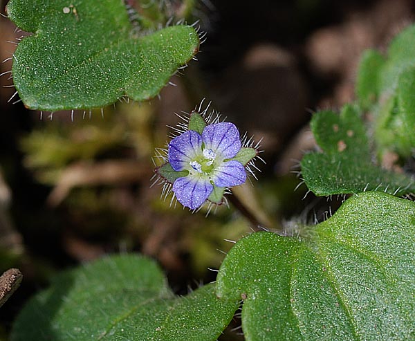 30 M rz 2008 Aufgenommen Auf Einer Ackerfl che In Der N he Von Oppenrod